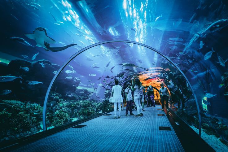 24 Hours in Downtown Dubai: The Top 11 Must-Do Activities - Dubai Aquarium and Underwater zoo