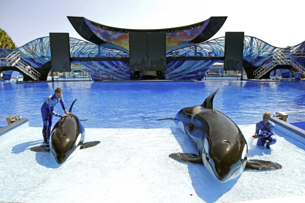 Animal Shows at SeaWorld Abu Dhabi