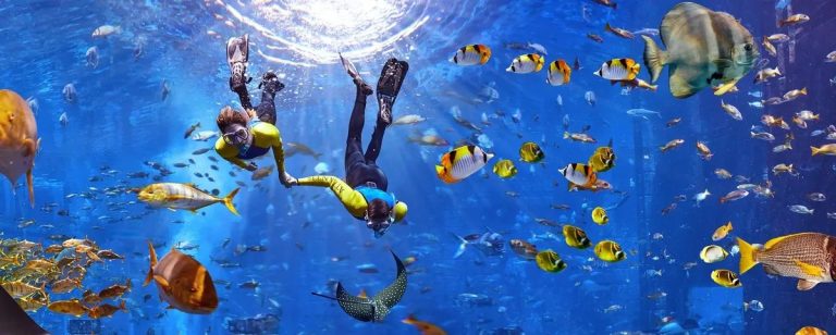 Oceanic Splendors: A Detailed Journey into Dolphin Life at Atlantis Aquaventure