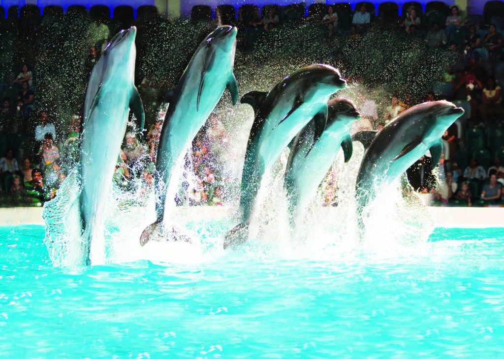 Dubai Dolphinarium