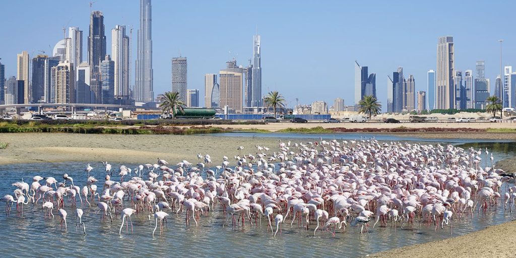 Ras-Al-Khor-Wildlife-Sanctuary
