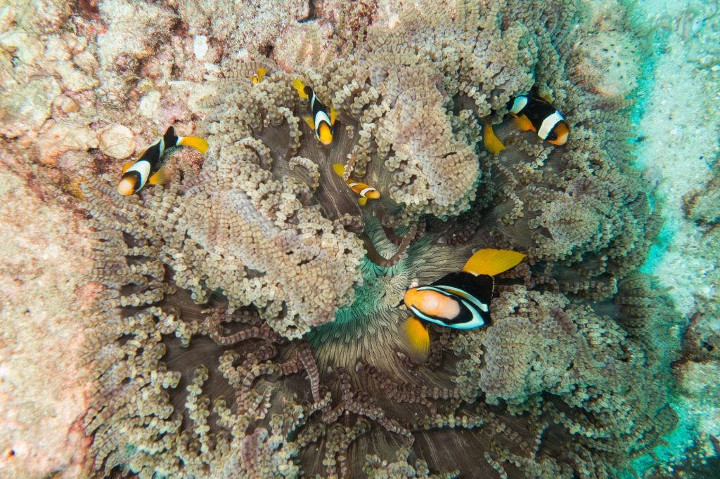 Anemone Reef Best Diving Sites Around Phuket
