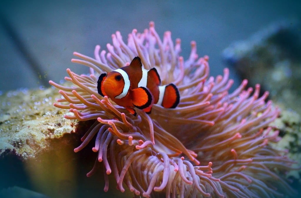 Anemone Reef Best Diving Sites Around Phuket