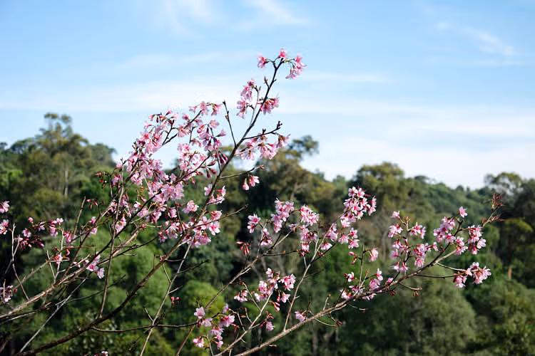 Local Life and Everyday Experiences in chiang mai