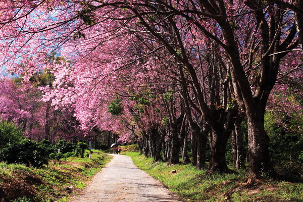 Local Life and Everyday Experiences in chiang mai