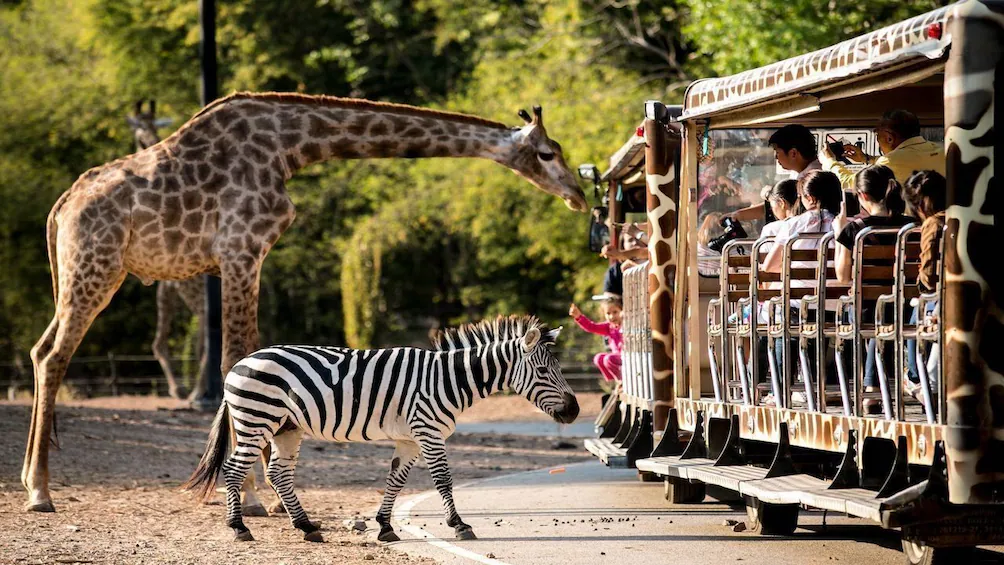 Outdoor & Wildlife Adventures in Chiang Mai to do with family