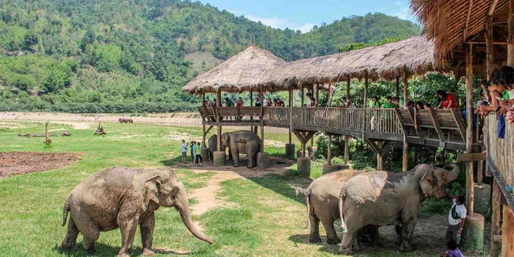 Outdoor & Wildlife Adventures in Chiang Mai to do with family