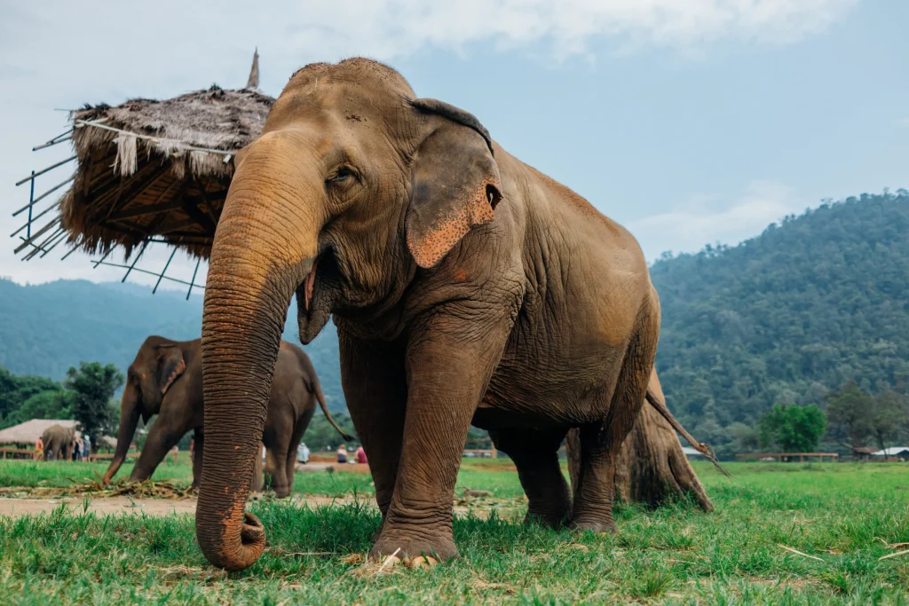 Outdoor & Wildlife Adventures in Chiang Mai to do with family