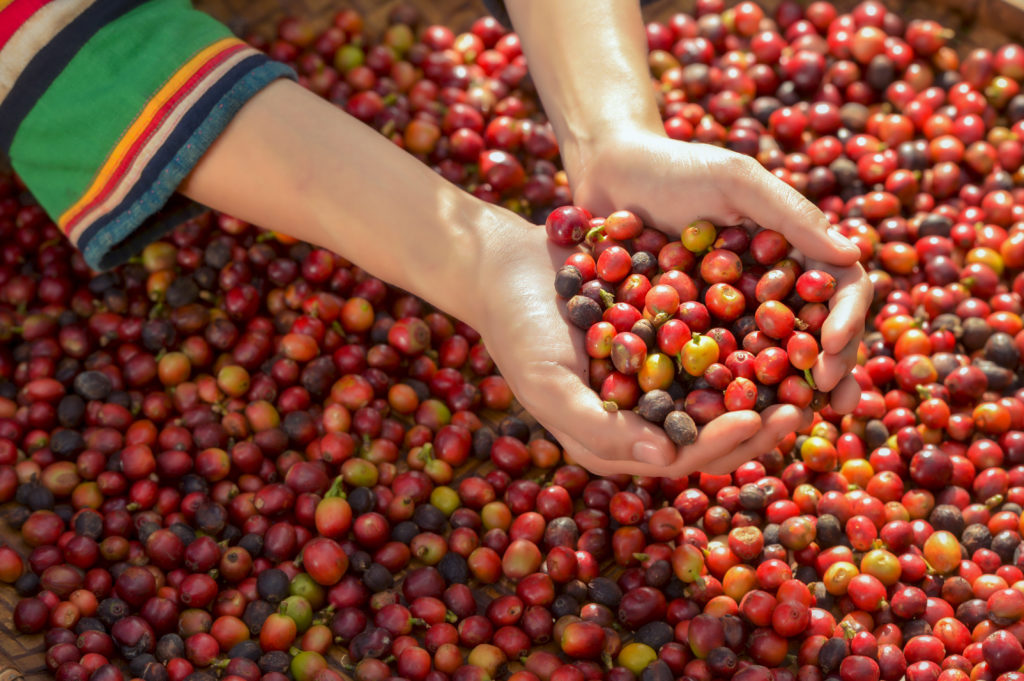 Chiang Mai’s Cafe & Coffee Culture