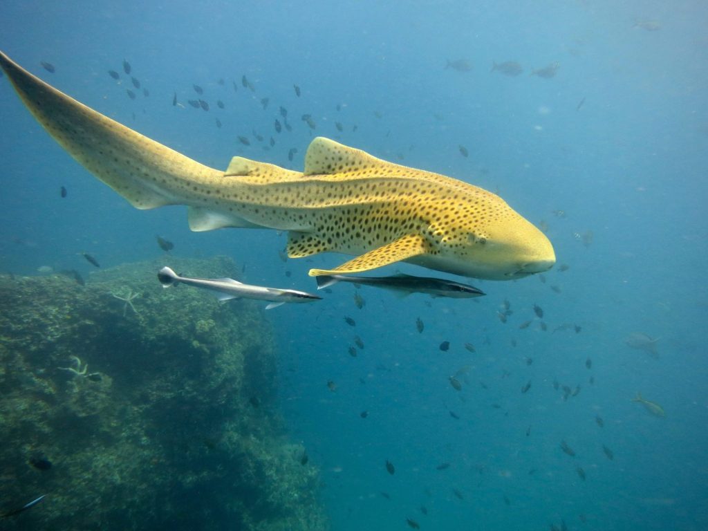 Best Diving Sites Around Phuket