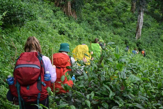 Trekking in Chiang Mai