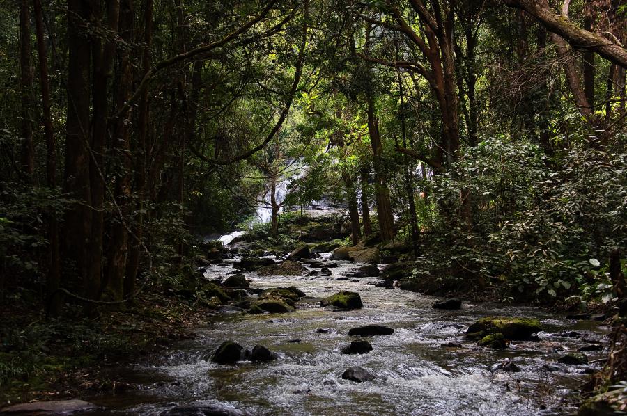 Landscape and Nature: Mountains, Rivers, and Forests in Chiang Mai