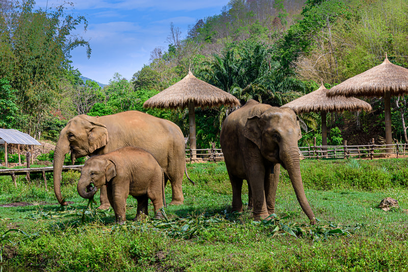 Elephant Nature Park