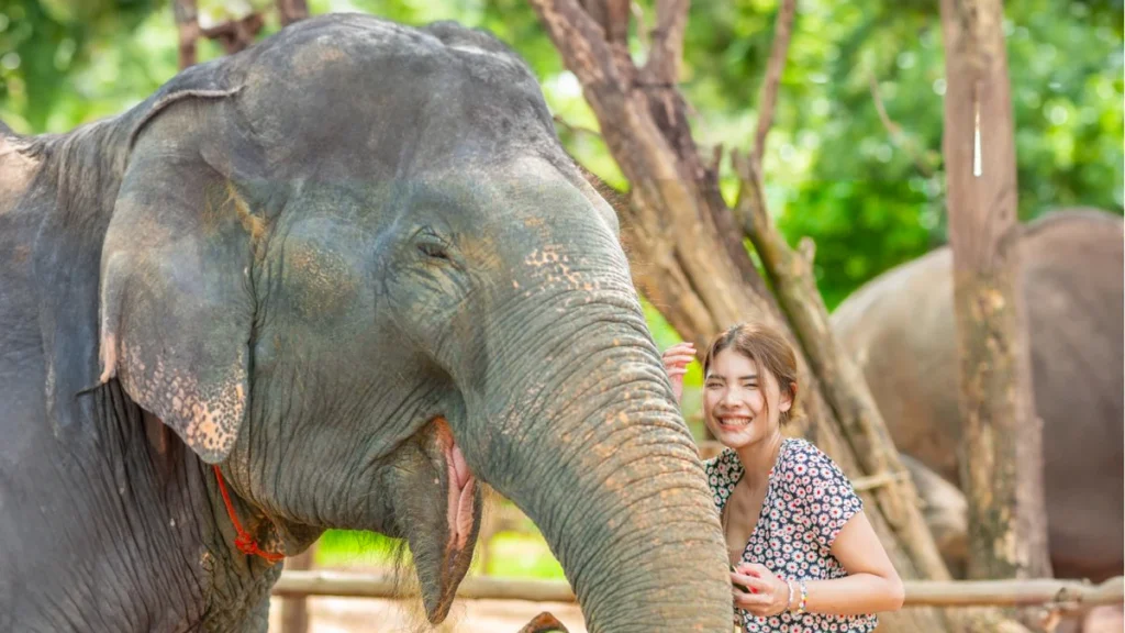 Elephant Sanctuary Chiang Mai