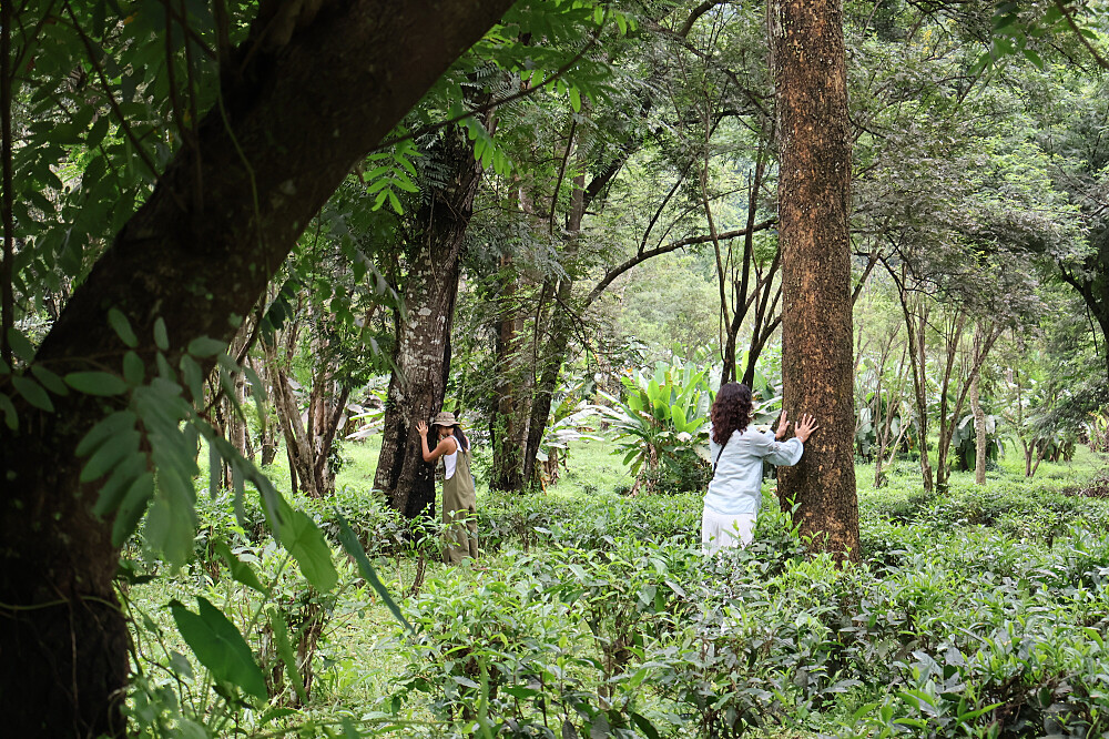 Chiang MaiHealing & Wellbeing the Traditional Way