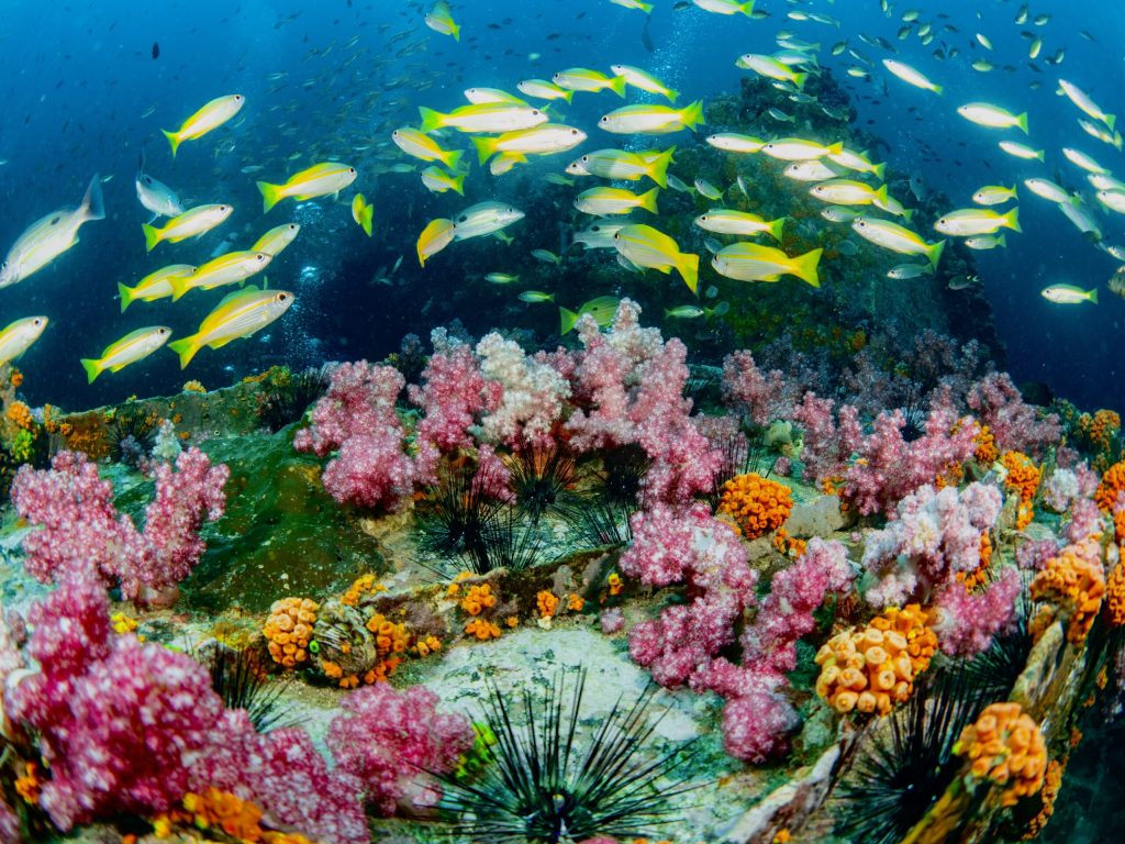 Best Diving Sites Around Phuket