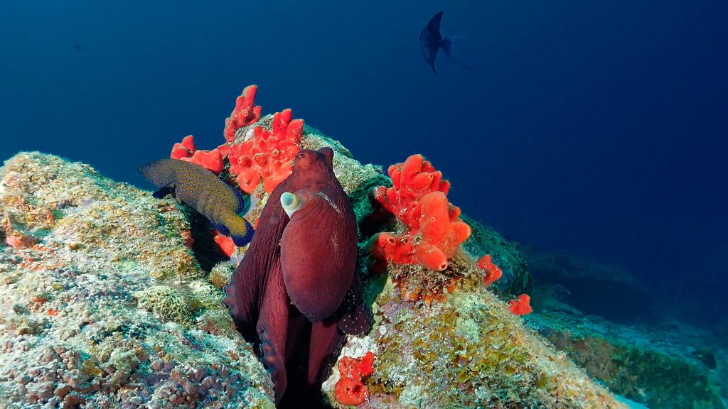 Best Diving Sites Around Phuket
