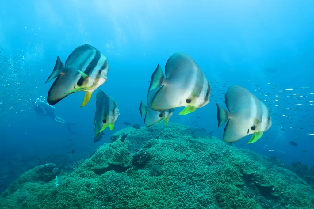 Best Diving Sites Around Phuket