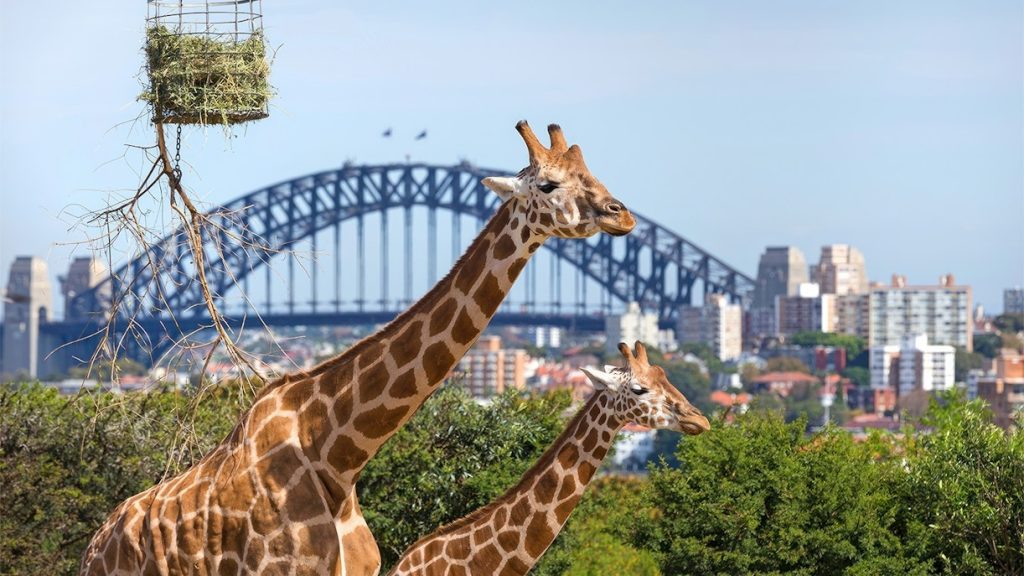 Sydney travel guide