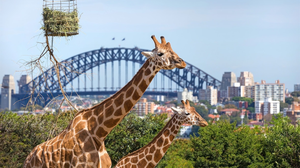 Sydney travel guide