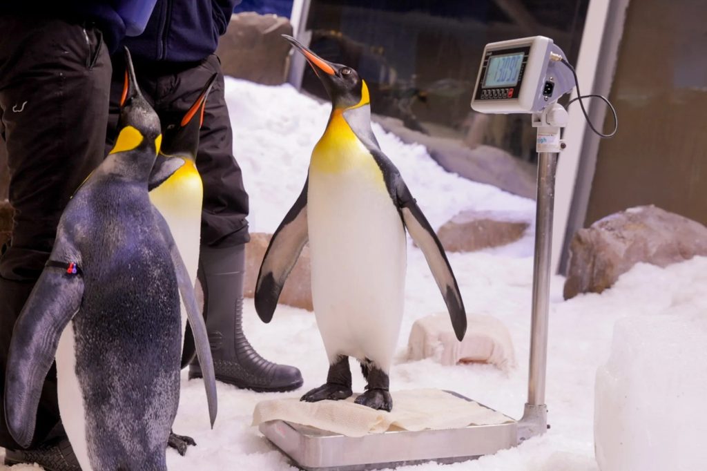 penguin playground - sea life melbourne aquarium