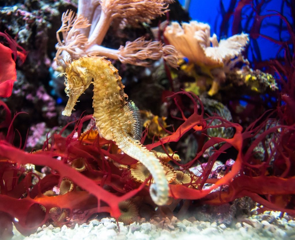 seahorse pier - sea life melbourne aquarium