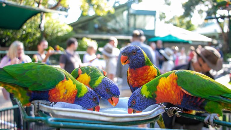 Complete Guide to Visiting Currumbin Wildlife Sanctuary – How to Make the Most of Your Visit