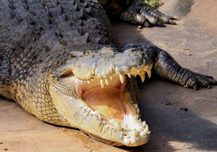 Top Animal Encounters – What to Do