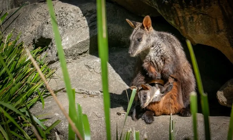 Top Animal Encounters – What to Do