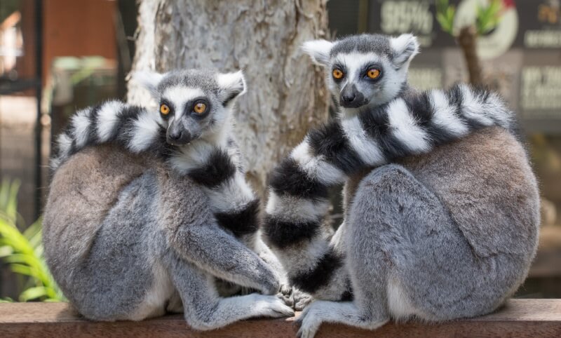 Top Animal Encounters – What to Do