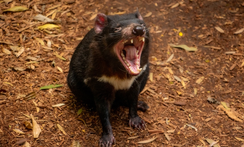 Top Animal Encounters – What to Do