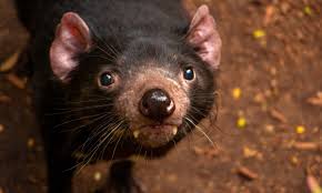 Top Animal Encounters – What to Do