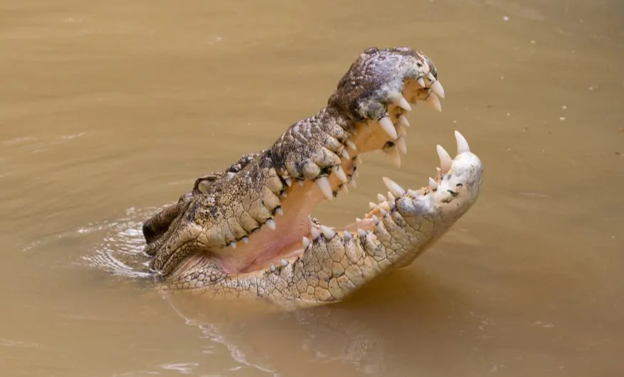 Top Animal Encounters – What to Do