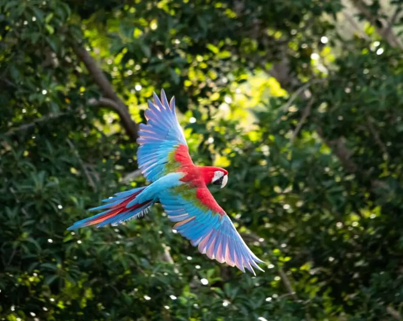 Top Animal Encounters – What to Do