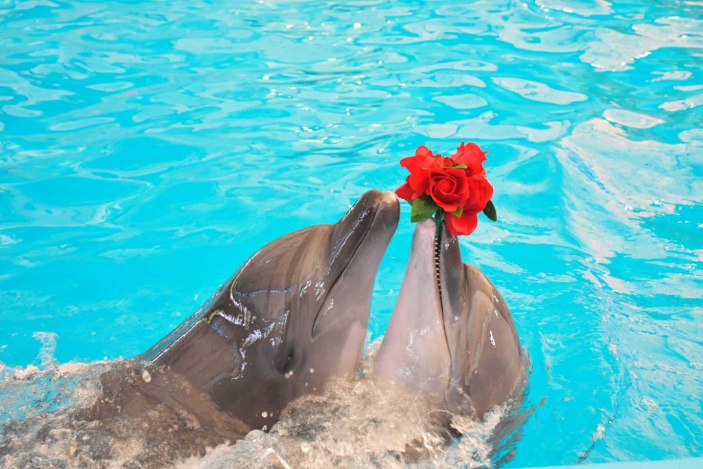 Dolphin Bay Dolphin Show Phuket