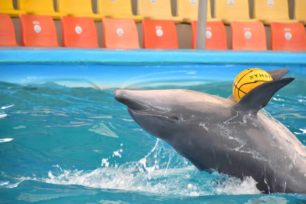 Dolphin Show Phuket