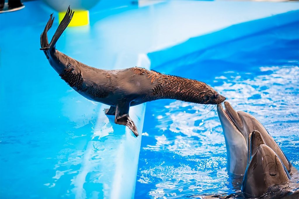 Dolphin and Seal at Pattaya Dolphinarium