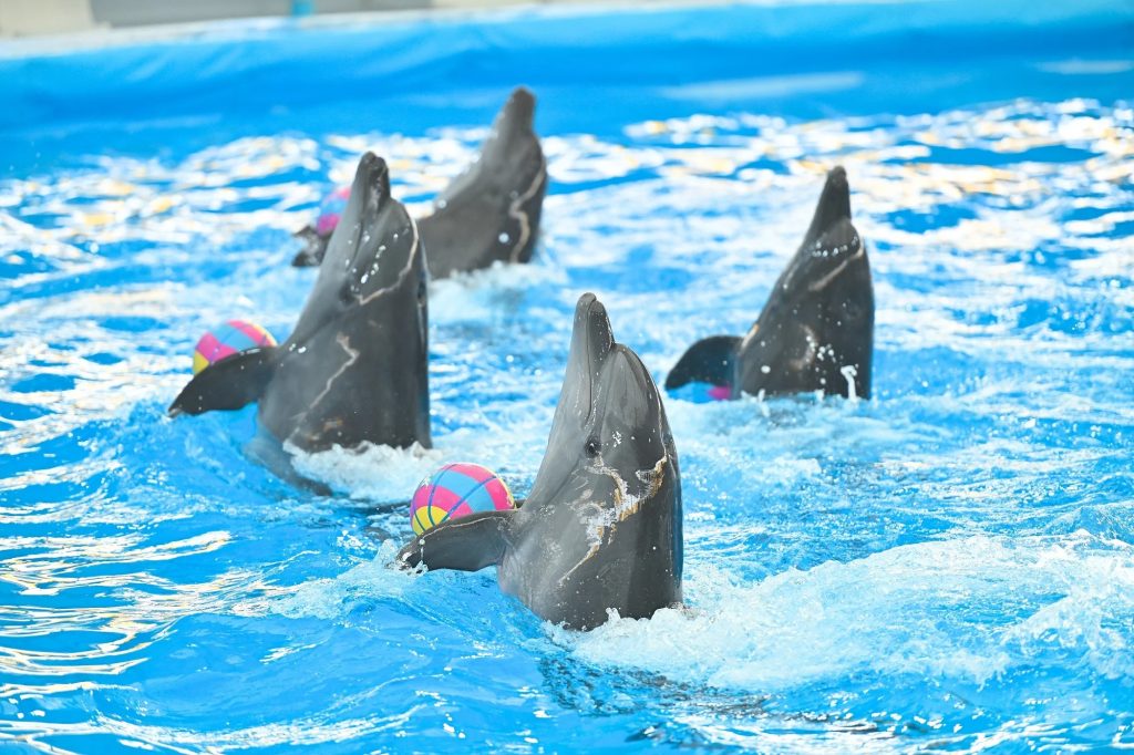 Dolphins at Pattaya Dolphinarium