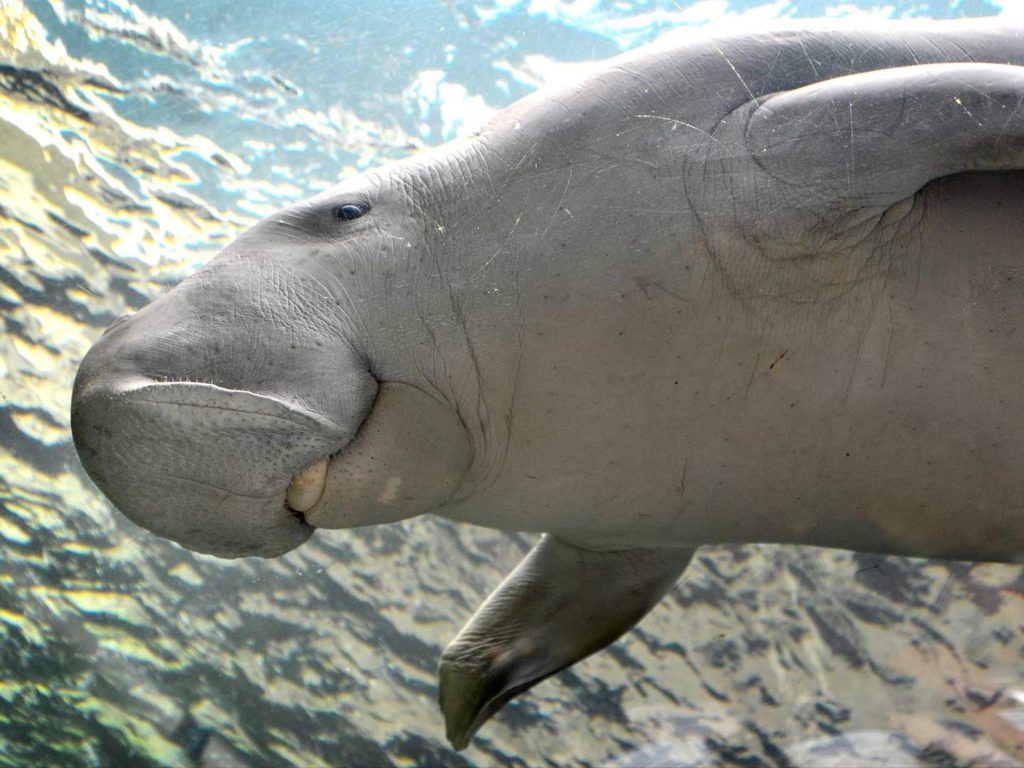 Dugong Island SEA LIFE Sydney Aquarium