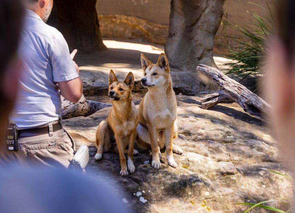 Keeper talks at Taronga Zoo Sydney