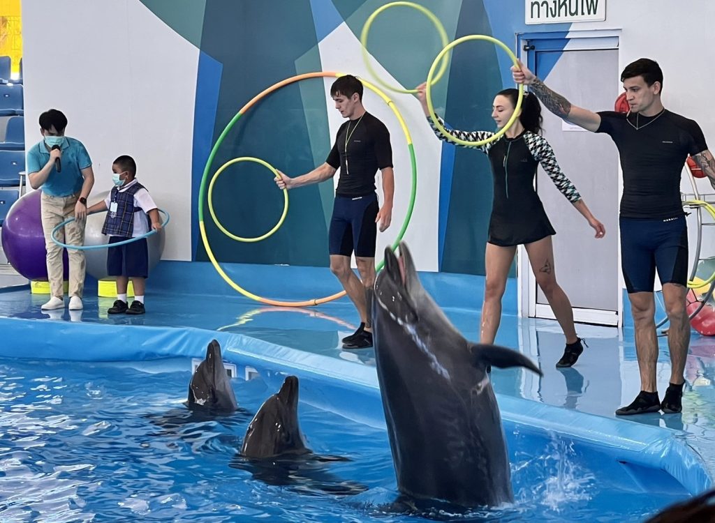 Pattaya Dolphinarium Dolphin Show