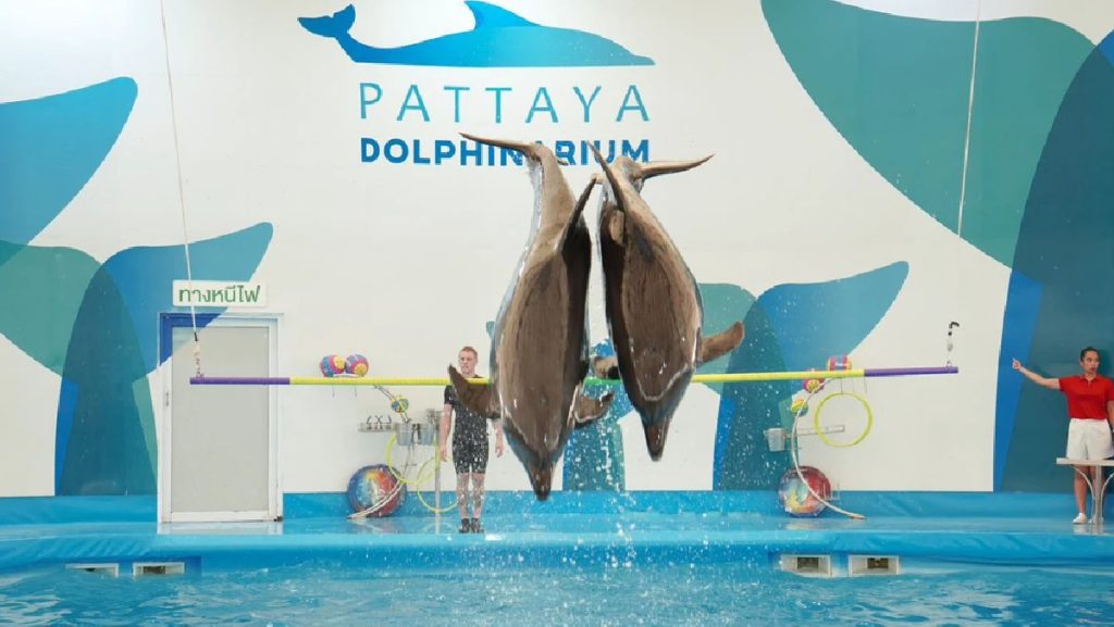 Pattaya Dolphinarium Tickets