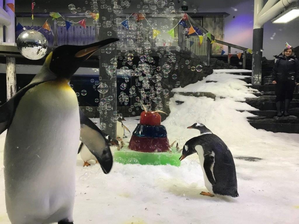 Penguin Expedition SEA LIFE Sydney Aquarium
