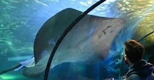 SEA LIFE Sydney Aquarium