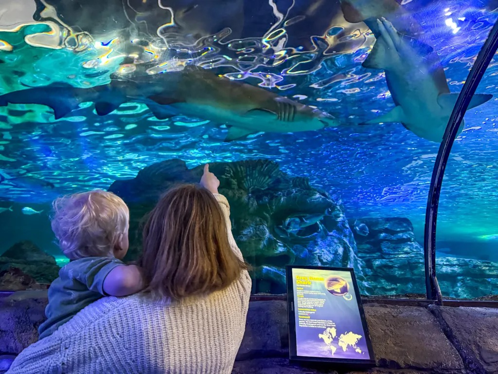 SEA LIFE Sydney for kids