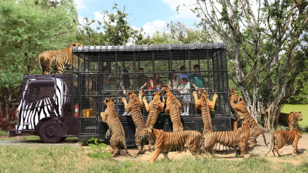 Safari park bangkok