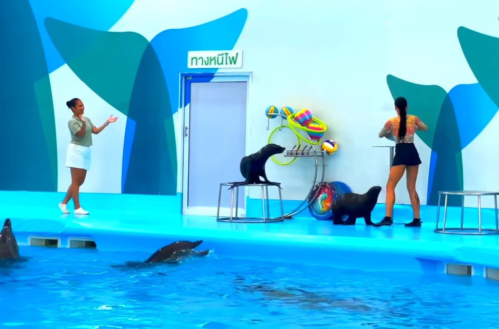 Seal Show Pattaya Dolphinarium