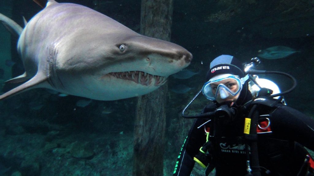 Shark dive xtreme SEA LIFE Sydney