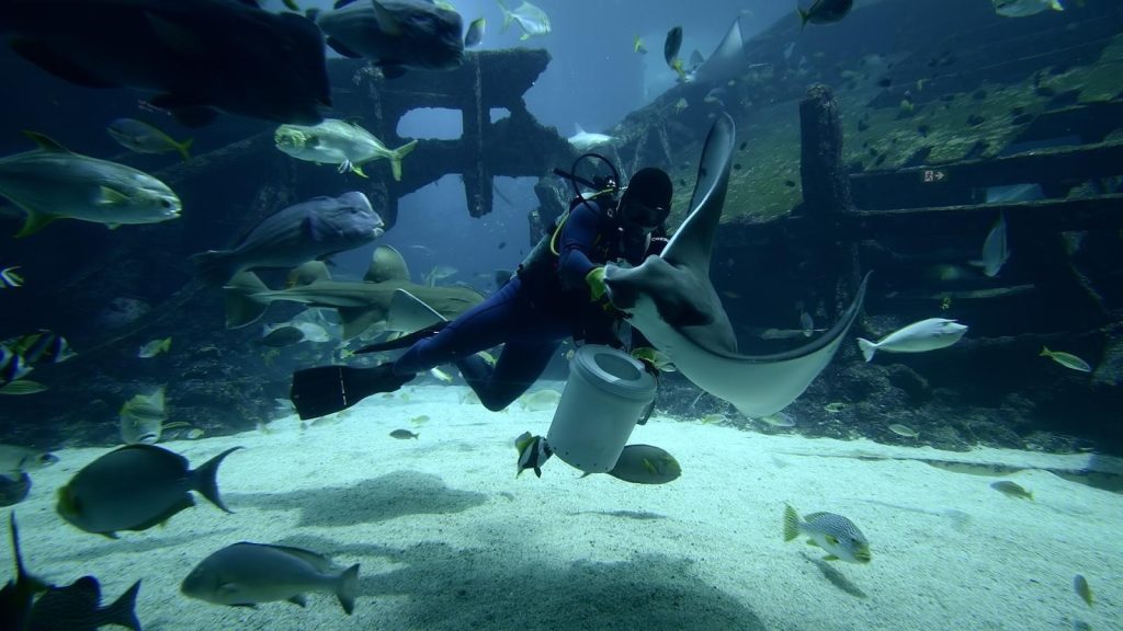 Singapore Oceanarium Feeding Sessions