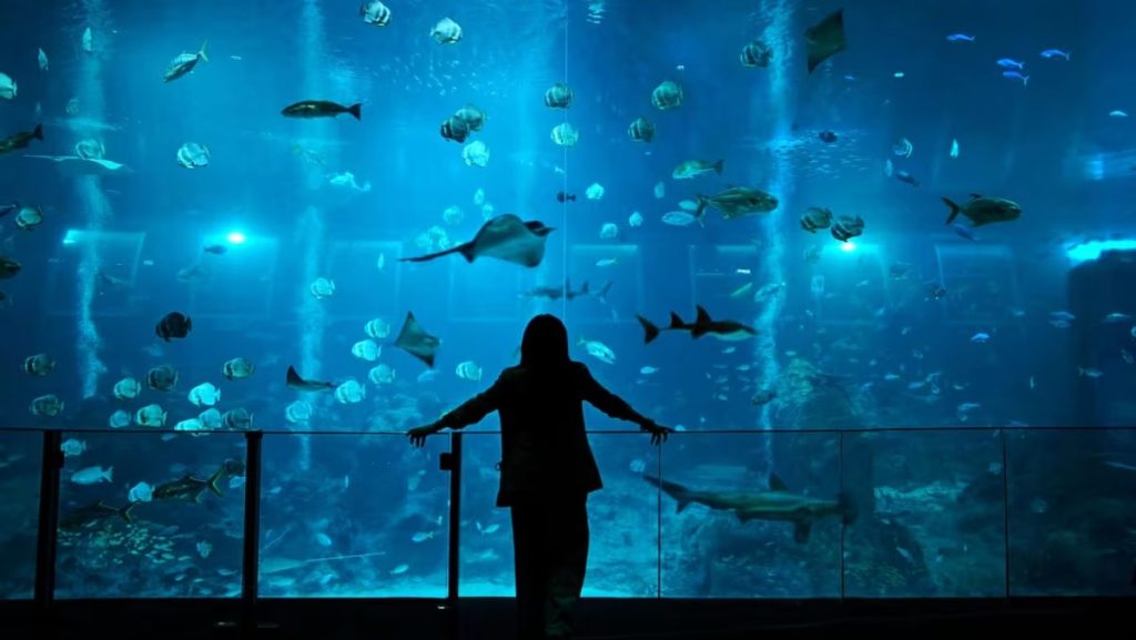 Singapore Oceanarium RWS